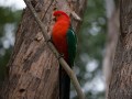 0714-1534 Parrot (1040422)